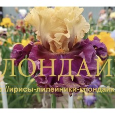 VERNY DRUG ( ВЕРНЫЙ ДРУГ )