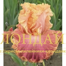 VESENNYAYA SVIREL