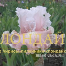 VETRENNAYA DEVCHONKA ( ВЕТРЕННАЯ ДЕВЧОНКА )