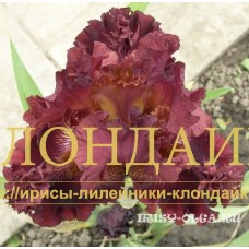 VISHNEVOYE PERO ( ВИШНЕВОЕ ПЕРО )