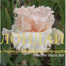 VOLSHEBNITSA ( ВОЛШЕБНИЦА )