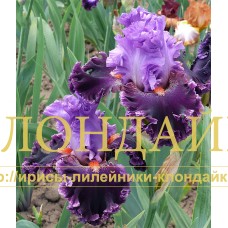 VOSTOCHNAYA ROSKOSH