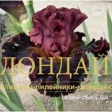 VOZVRASCHENIYE KOROLIA ( ВОЗВРАЩЕНИЕ КОРОЛЯ )