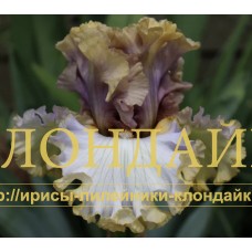 WALK WITH ME