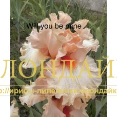 WILL YOU BE MINE