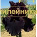 WINE REGION
