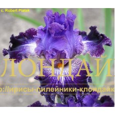 WLADCA GWIAZD