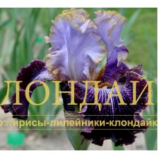 WLADCA MGIEL