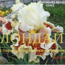 WONDER'S NEVER CEASE