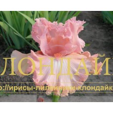 YEDINSTVENNAYA MOYA ( ЕДИНСТВЕННАЯ МОЯ )