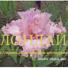 ZHELANNAYA ( ЖЕЛАННАЯ )