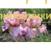 ZHEMCHUZHNAYA ROSA