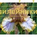 ZLATOVLASKA