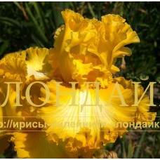 ZLATY PRSTEN