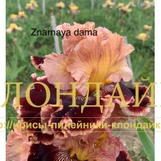 ZNATNAYA DAMA