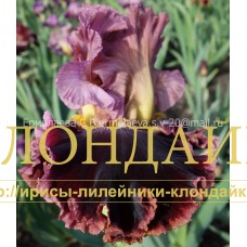 ZNATNAYA DAMA ( ЗНАТНАЯ ДАМА )