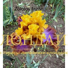 ZOLOTOY FAZAN